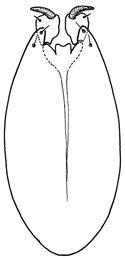 evanescens